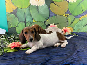 Stunning Female purebred Piebald Mini Dachshunds DNA clear. Ready Now