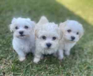 Toy Moodle - First Generation - Maltese x Toy Poodle Puppies 1 left