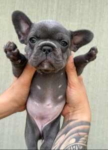 French Bulldog Puppies 🇫🇷 - Ready Now 