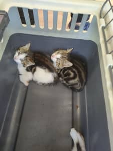 3 cute kittens for sale