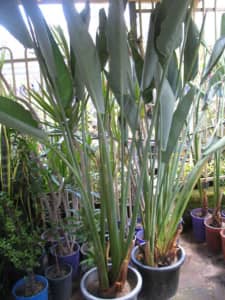 giant bird paradise | Plants | Gumtree Australia Free Local Classifieds