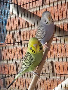 Beautiful 2 months old budgies