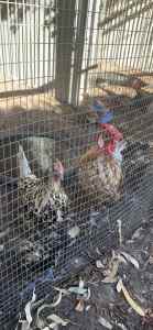 Chickens Many types avail from our hobby farm