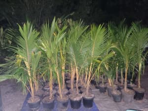 Green gold and hybrid Malay Dwarf Coconut palms