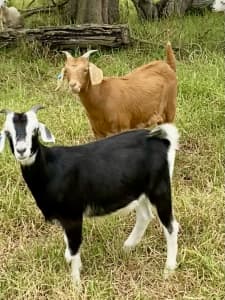 First cross 7 month old wether goats for sale