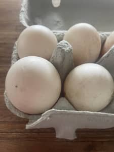 Fertile Cayuga, Pekin & Muscovy eggs. Mixed dozen.