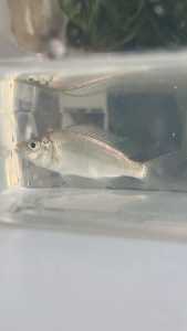 dimidiochromis strigatus cichlids