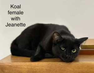 Koal - Perth Animal Rescue Inc vet work cat/kitten