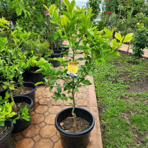Grafted Eureka Lemon Citrus 🍋 Fruit Tree in 330mm pot