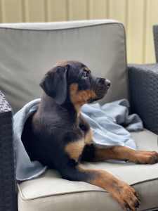 Female Rottweiler Puppy Fully Vaxed and Chipped