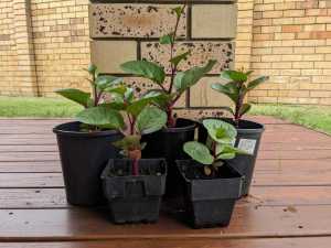 purple malabar spinach plant