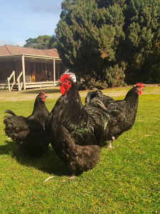 Trio large black Orpingtons & other pure breeds 