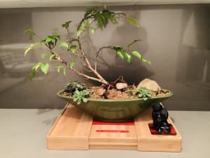 Indoor bonsai feature