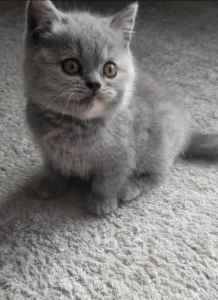 LAST Purebred British Shorthair kitten