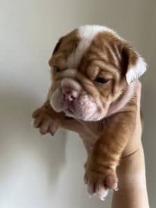 9 Aussie Bulldogs male and females