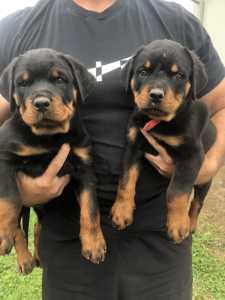 Rottweilwer Puppies