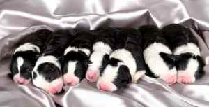 Pedigree Registered Purebred DNA Test Border Collie Male & Female Pups
