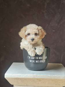 Tiny Cup size Toy Cavoodle puppies