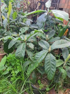 Loquat plants from $20each