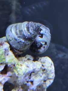 2x Giant Trochus snails - great great saltwater algae eater
