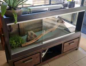 Reptile enclosure with cabinet.