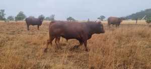 Limousin Bull