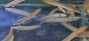 Senegal birchir and fire eels 