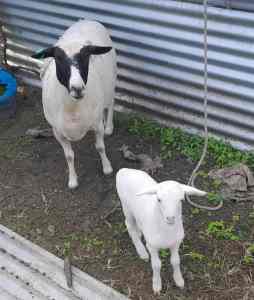 Sheep, 1 Dorper Ewe with 1 week old lamb. As a package 
