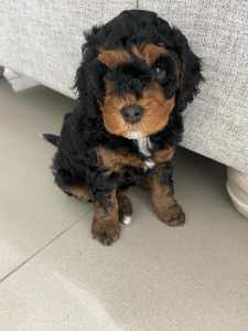 READY One tricolour female Cavoodle, One TEACUP size female