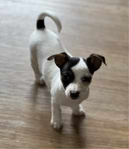 Tiny male Chihuahua puppy. He is cross Jack Russell. 
