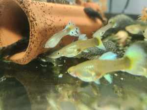 Assorted Adult and Baby Guppies