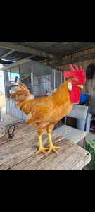 BUFF LEGHORN ROOSTER FOR SALE
$40