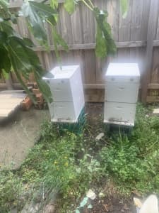 Bee 🐝 hives with bees 🐝 for sale $400