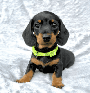 Exquisite Purebred Mini Dachshund Puppies
