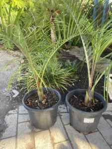 Triangle palms well established 400mm pots