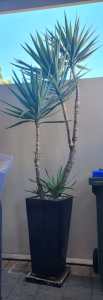 Palm pot plants x2 