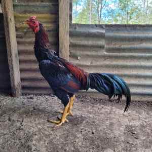 Gamefowls for Sale | NO HOLDS