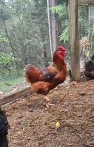 Free Rooster Red/Blue Laced Wyandotte x 
