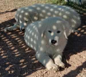 2 Male Purebred Maremma Puppies for sale (Both sold pending payment)