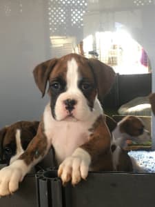 Readimarr Boxers have purebred registered boxer puppies