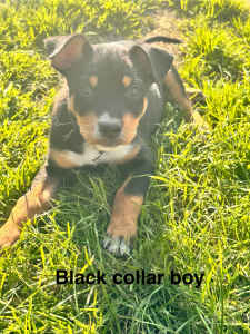 Kelpie puppies ready for homes, 2 boys available 