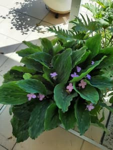 Shade pot plant, Violet type flowers in large plastic keg pot 70cm dia