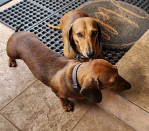 2 Dachshunds for sale 