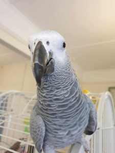 African Grey Parrot- Cuddles