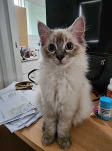 (1 MALE LEFT!!) Purebred Ragdoll kittens looking for their forever hom