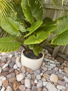 4 x large white pots with 3 elephant ears and 1 Heliconia