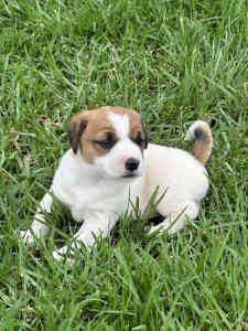 Jack Russell Terrier - Female 8 weeks