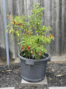 Multiple well established Chilli Plants in large garden pot