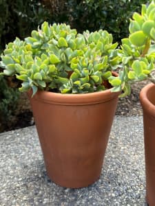 Large curly leaf succulent plant in terracotta pot