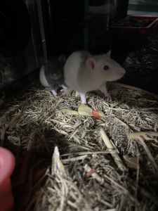 Female Baby Rats 🐰🐹🐭
